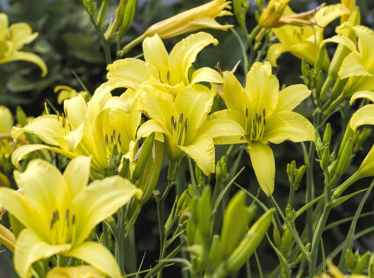 黄花菜苗什么时候栽培最佳？从种植到采收的全流程指南