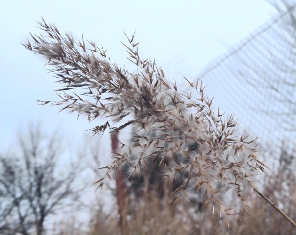 《诗经》里的植物情话：古人用这些花草树木诉说爱意