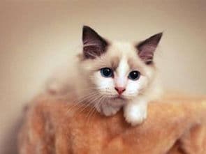 猫咪发烧？观察食欲、精神及体温！