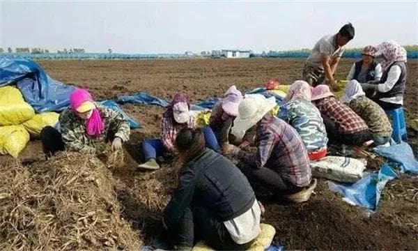 人参的采收、加工与贮藏方法简介