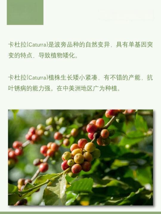 卡杜拉咖啡完全指南：起源、风味与种植历史