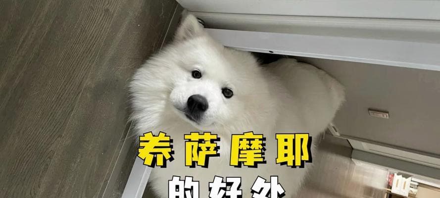 如何养好萨摩耶？（萨摩耶养护的几点建议）