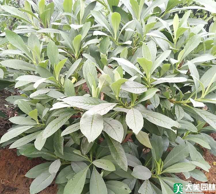结香花：从种植到养护的全方位指南