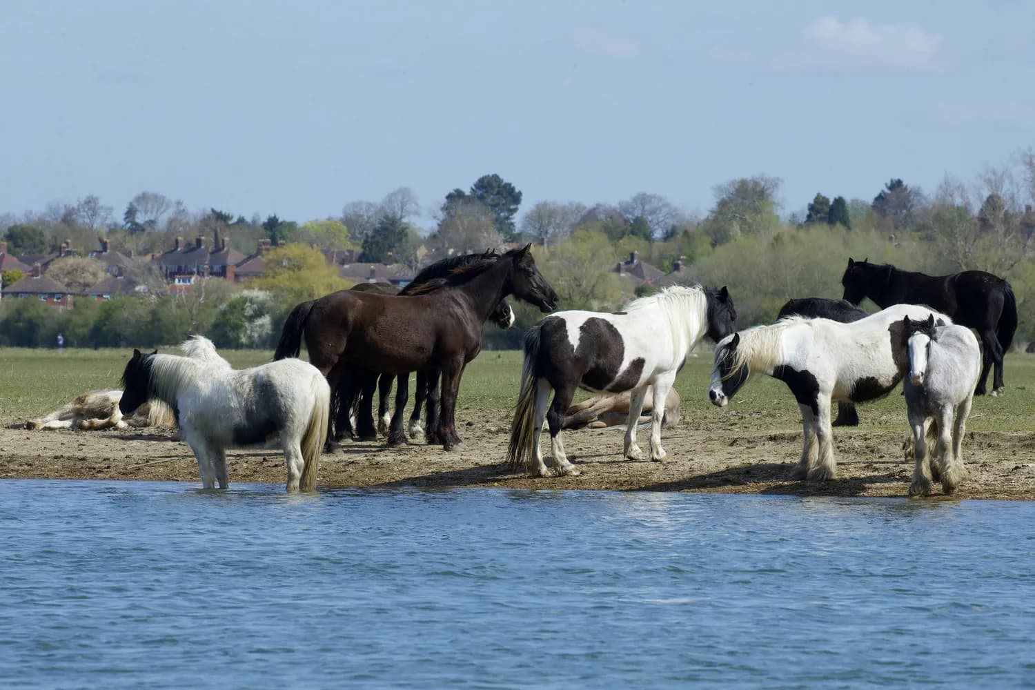 The Little Horse Who Crossed the River