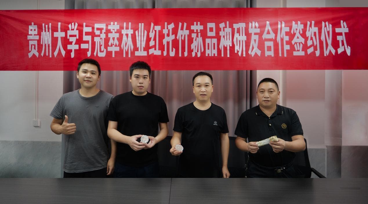 赤水市乡村振兴做足“竹荪”文章