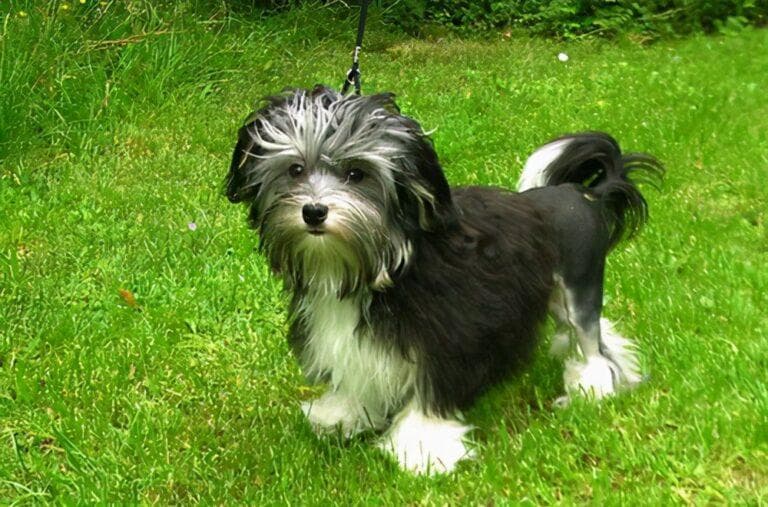 世界上最贵的16个犬种大盘点
