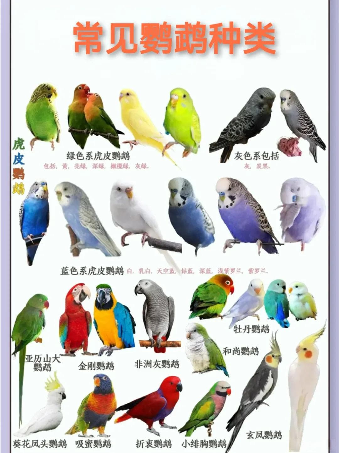 如何挑选适合自己的鹦鹉？11种鹦鹉品种详解