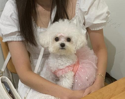 主人怀抱狗狗的时刻：宠物内心的感想与表达
