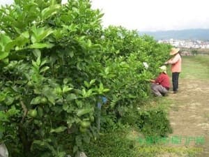 塔西提柠檬：营养价值与健康功效