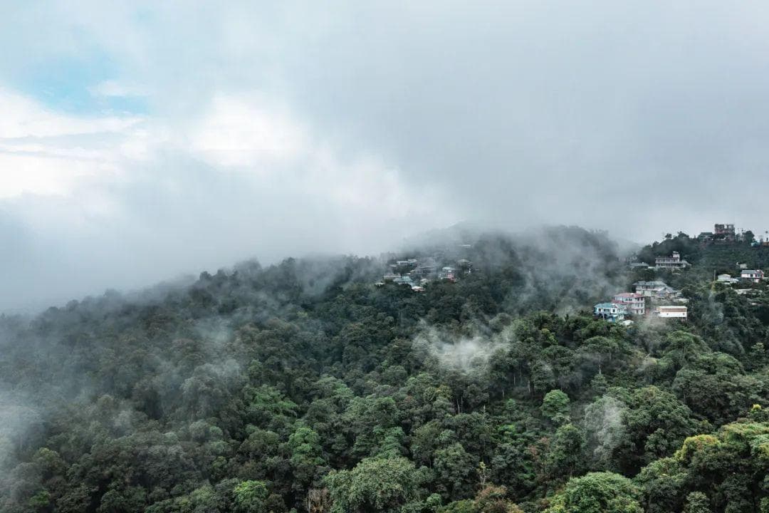 走进大勐宋与小勐宋的古茶世界