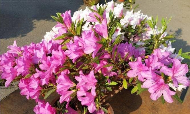 杜鹃花的花期和生长习性（春季繁花至夏季绚烂，适应性强的喜阳植物）