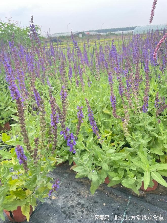 蓝花鼠尾草：特征、生长习性及园林用途