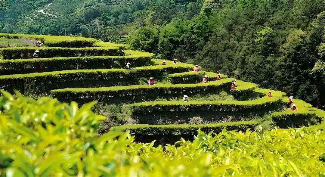 茶歌·广东潮州凤凰单枞鸭屎香(银花香)