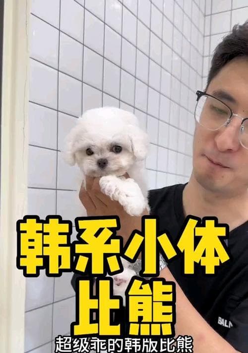 如何饲养健康的比熊犬？（有效的饲养方法让您的比熊犬拥有良好的身体条件）