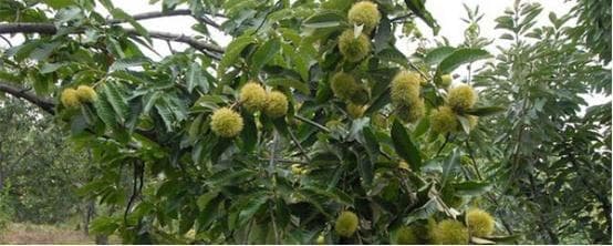 板栗树怎么种植（板栗种植技术与管理）