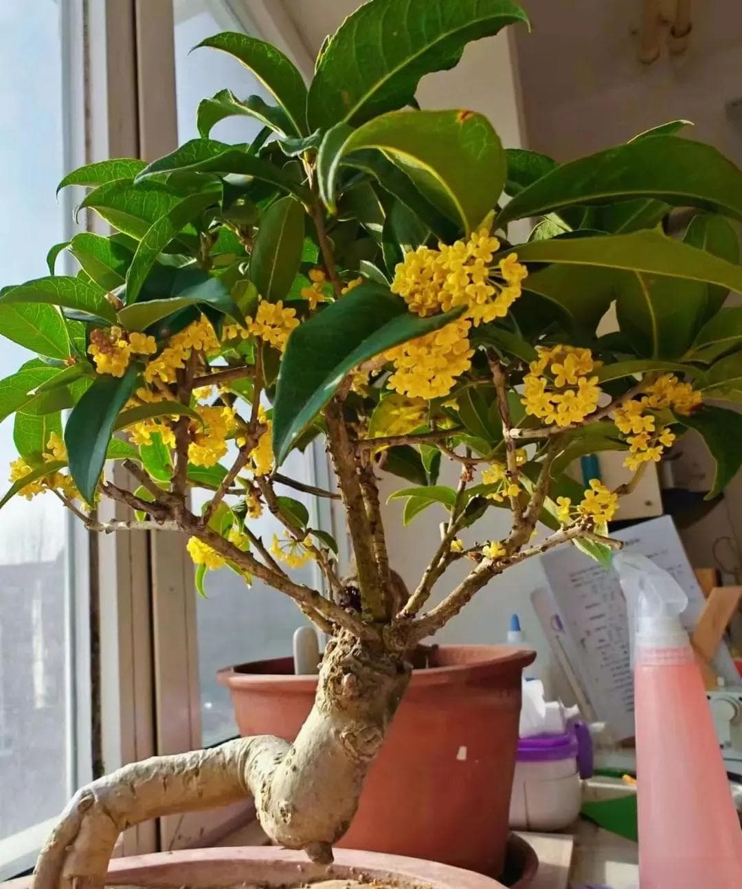 家里光线足，秋天就养8种喜阳花，放在多光处，长得旺爱开花