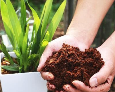 椰砖土：一种天然、环保的多肉植物栽培基质