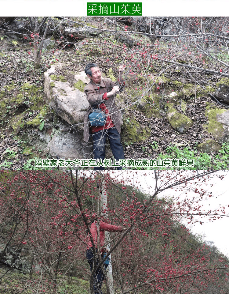 阿里乡村特派员：我们在佛坪卖山茱萸