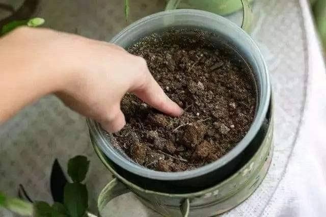 厨房里3种“垃圾”，拿来养花效果一级棒，叶色油亮，开花不断
