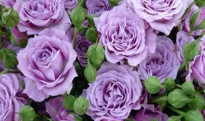 适合送老师的花花语是什么？适合送老师的花有哪些？
