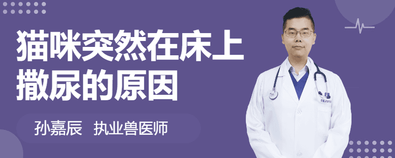 猫咪突然在床上撒尿的原因及应对方法