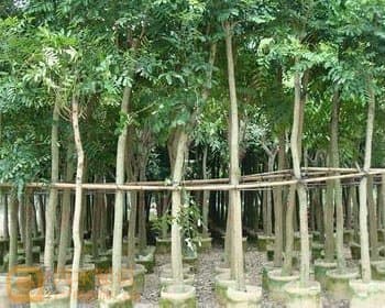 四季对应四象