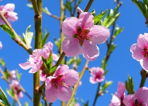 桃花什么时候开花？一年开几次花？