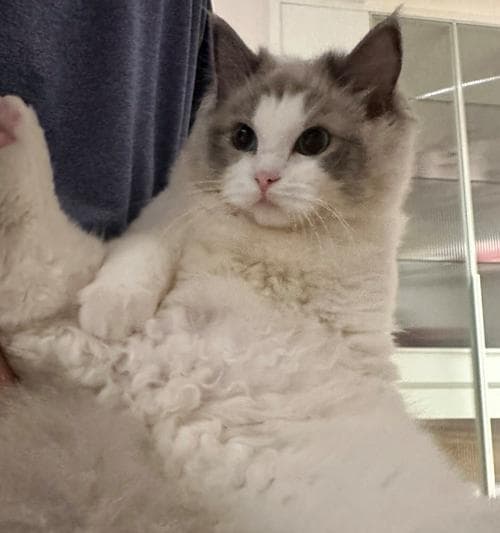 布偶猫寿命之探秘（解锁布偶猫寿命的秘密，让它们更健康长寿）