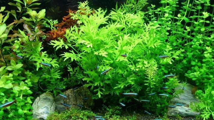 水草养护指南：打造清新水景的14个关键要点