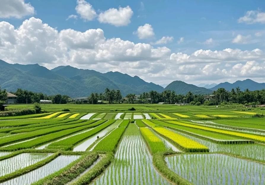 盐碱地工程改造的方法及灌排系统建设概述