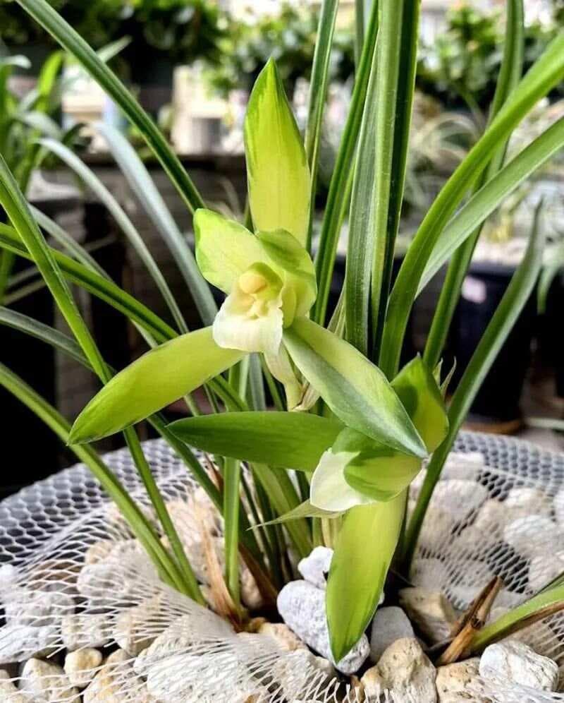兰花出花芽，需要多长时间