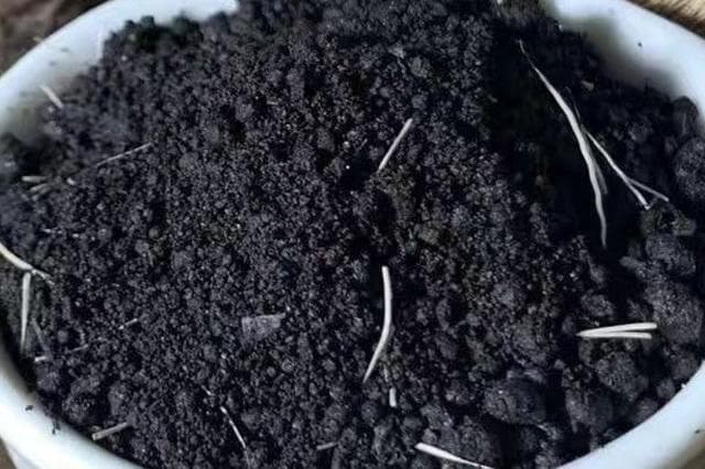当门子是什么药材 麝香的功效与作用及禁忌
