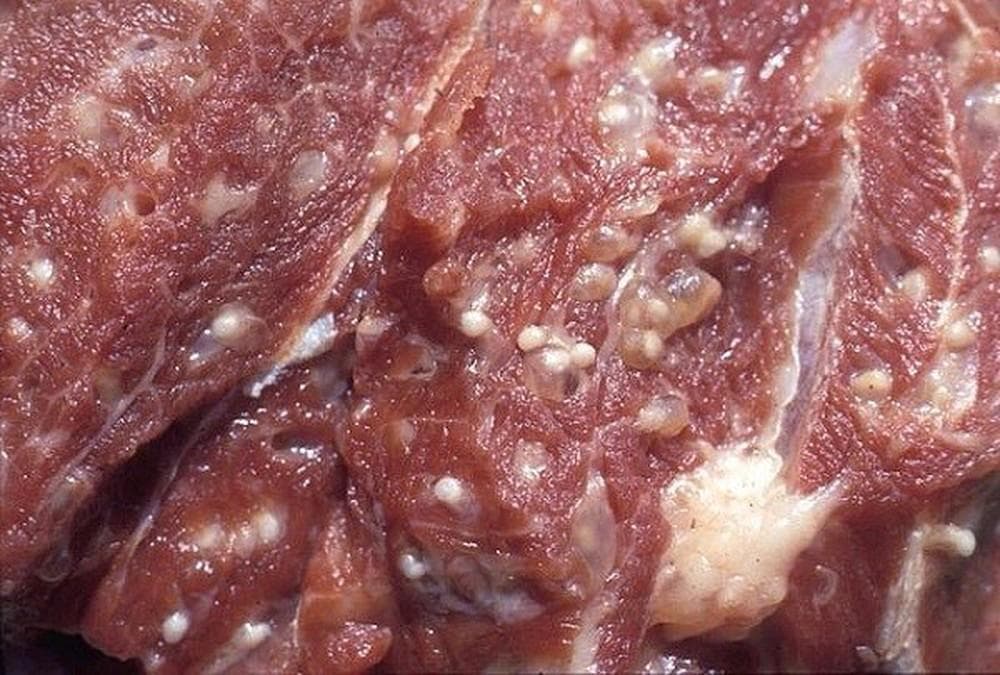病猪肉即使煮熟也不要吃