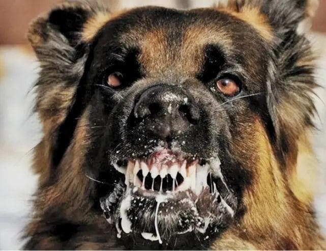 动物如何感染狂犬病？详解狂犬病的传播途径与预防措施