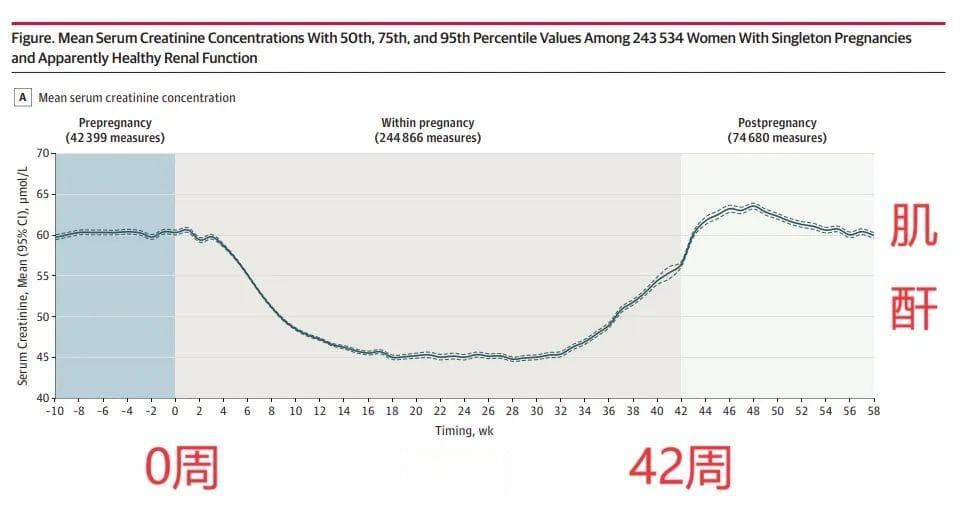 怀孕后，血肌酐降低是正常现象！一文了解孕期的血肌酐变化趋势