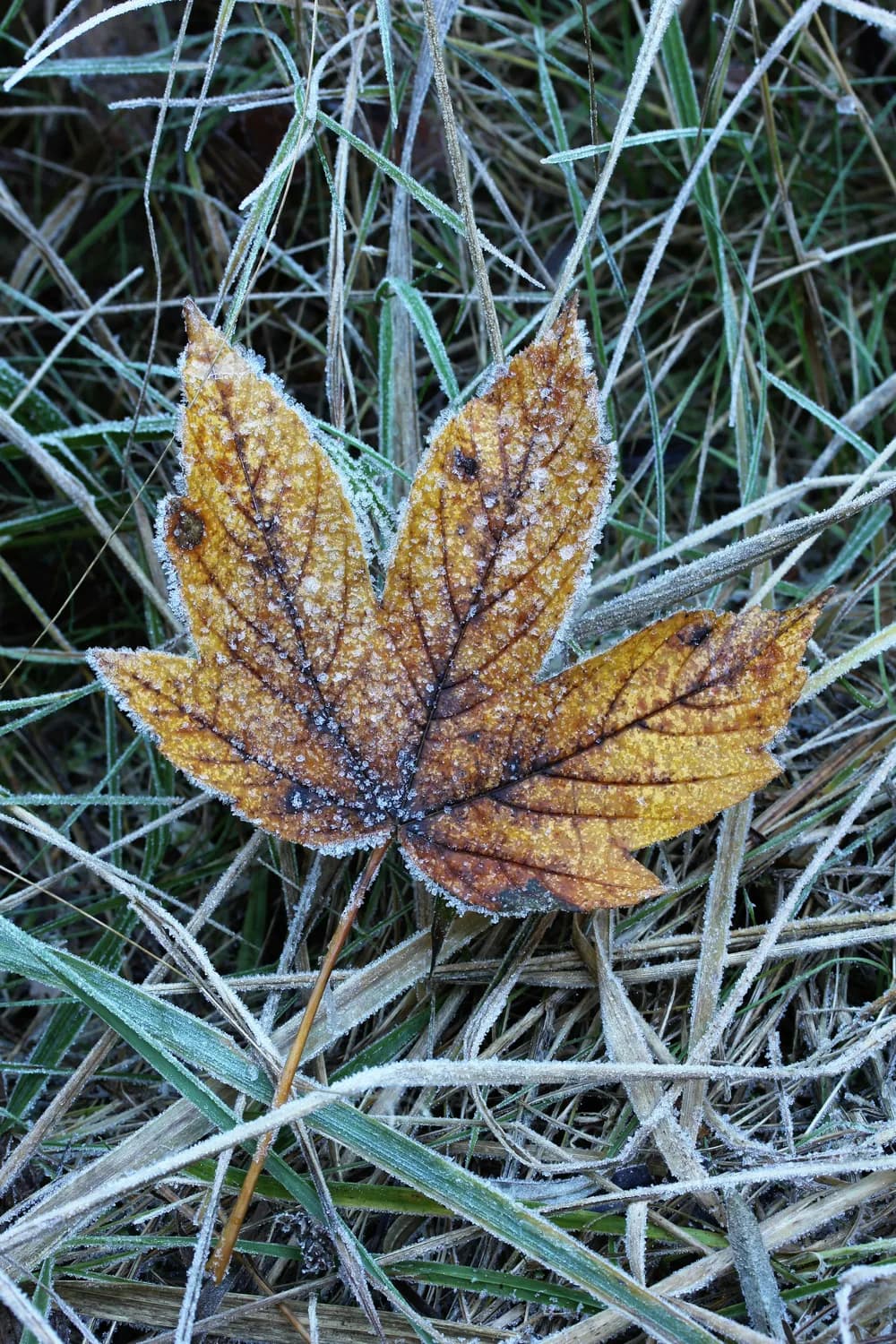 广州寒冷橙色预警：明日最低5℃，这些事项需注意