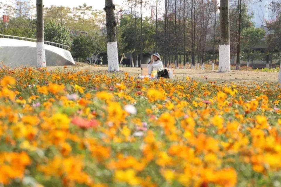 打卡广州南沙春日美景，在这里遇见七彩花海