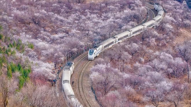 3月-4月赏花去，春季赏花地图，15个高颜值赏花地，挑一个出发吧