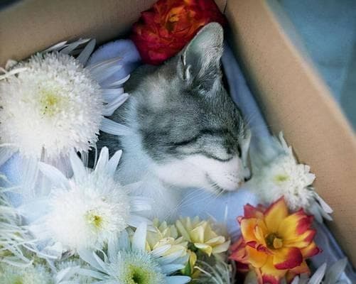 猫咪7天独自“居家指南”（关心猫咪的生活需求，让它们度过无忧的七天）