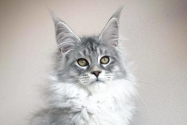 缅因猫是哪个国家的猫（起源）