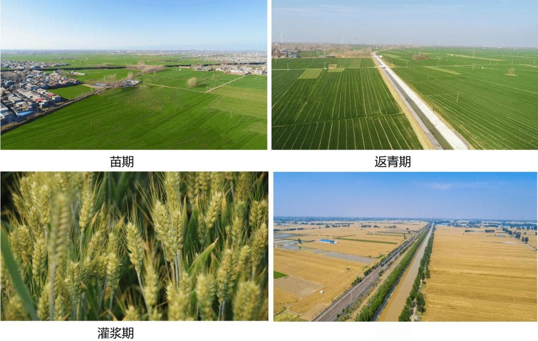 科普 | 我国主要粮食作物生育期及灌溉用水需求——小麦