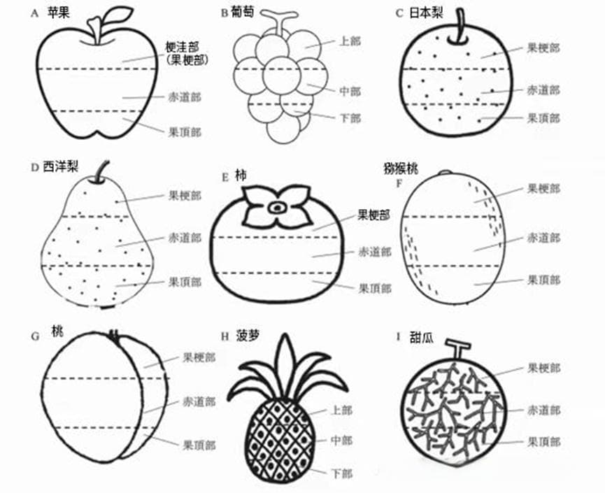 果实的构造及种类