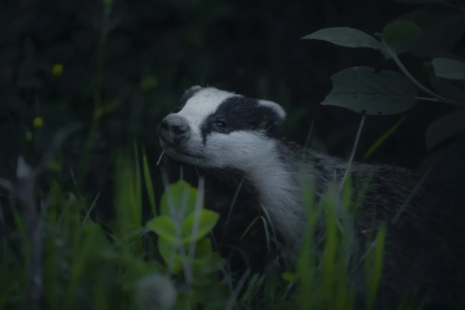 獾子油：古法养生的秘密武器