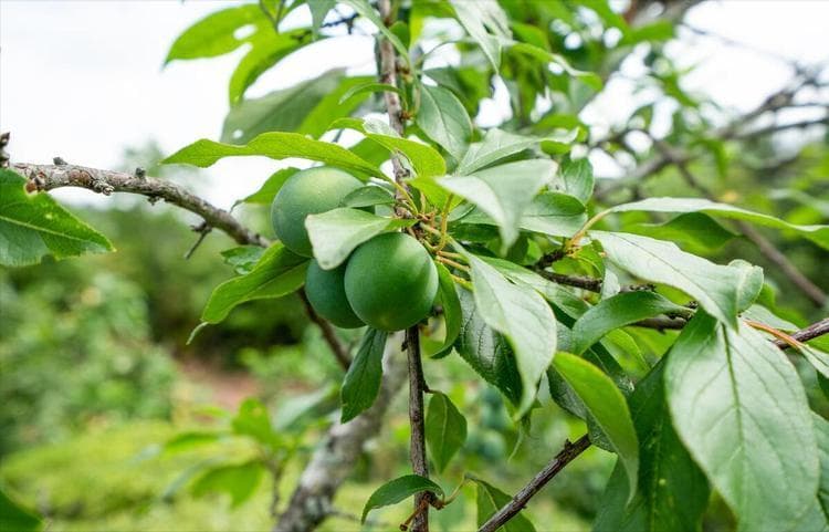 李子树7月9月怎么嫁接
