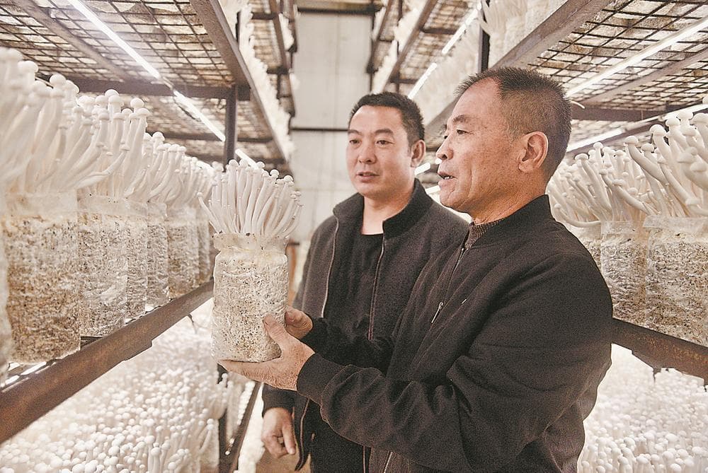 顺昌：从栽培到延链，小菌菇长成大产业