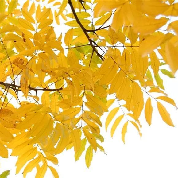 植为你说：无患子