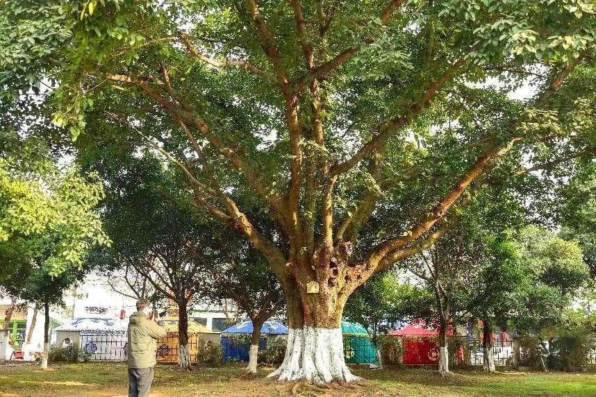 四川德阳：全力保护古树名木 守住城市“绿色文物”