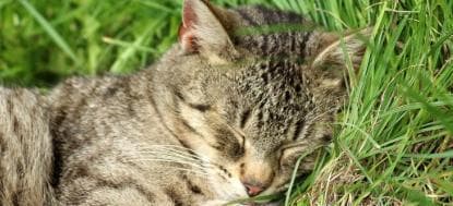 猫呕吐拉稀怎么办？15个实用解决方案