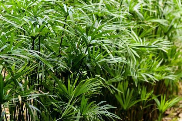 适合猫咪且适合室内饲养的植物终极清单