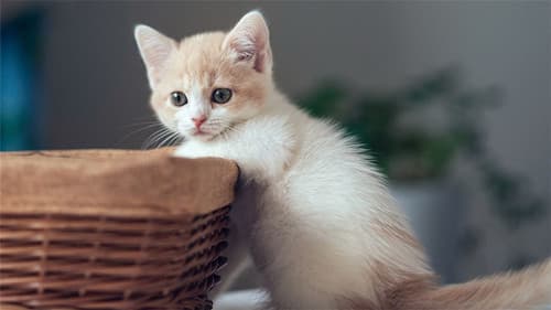 如何判断小猫年龄？这些生理特征帮你轻松辨别